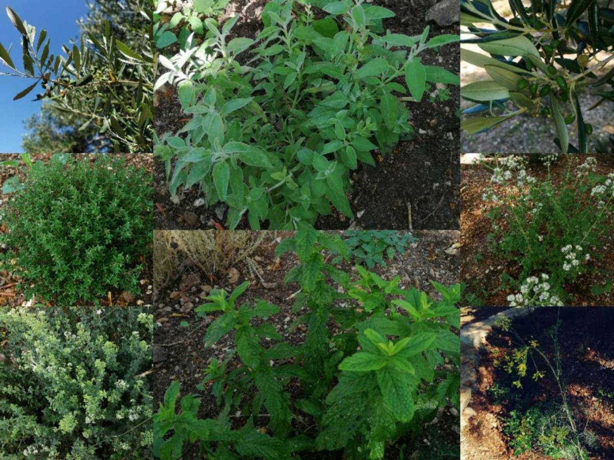 Terraoliva&Herbs Vatos Bagian luar foto