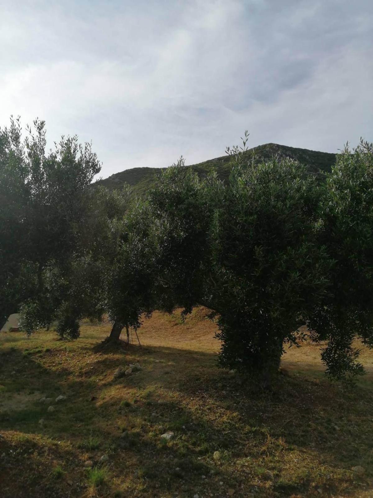 Terraoliva&Herbs Vatos Bagian luar foto